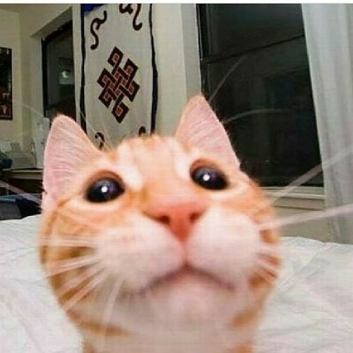 user
      avatar